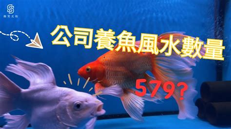 家庭養魚數量|養風水魚數量攻略：命格五行對應養魚條數 